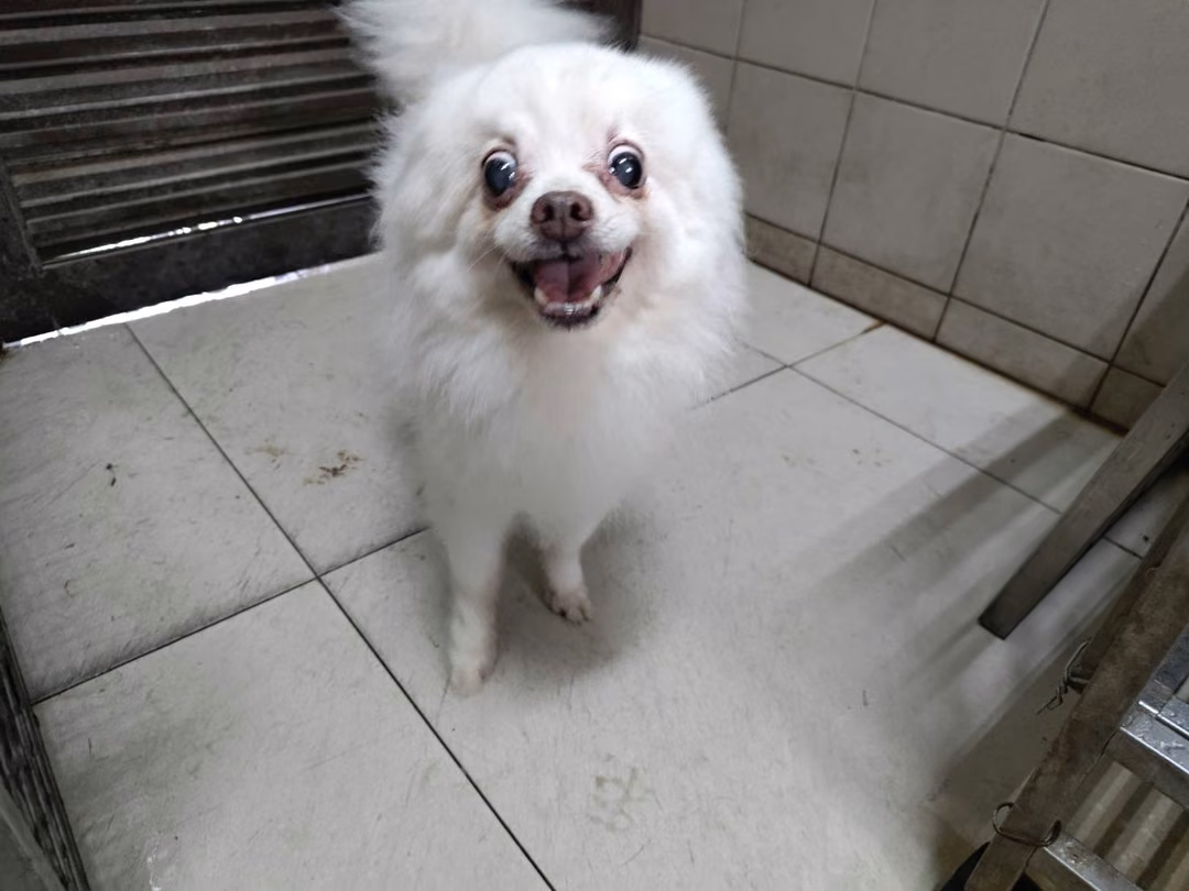 The dog, from the shelter's listing
