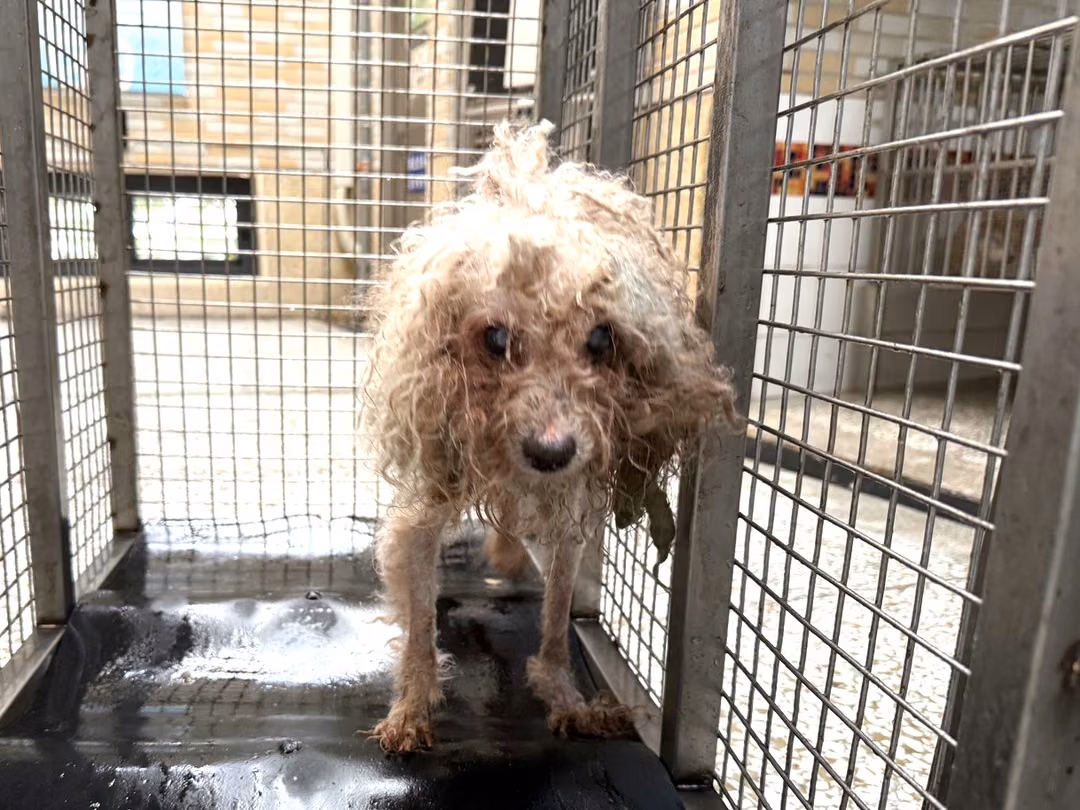 The dog, from the shelter's listing