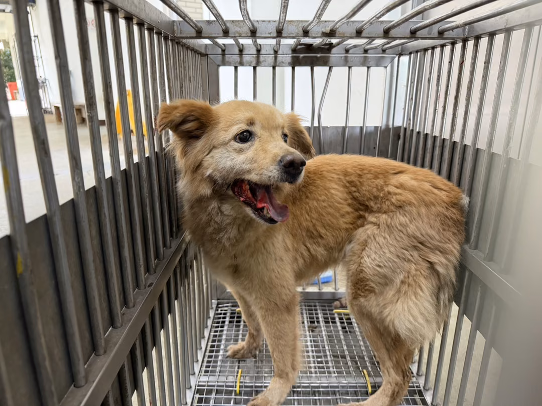The dog, from the shelter's listing