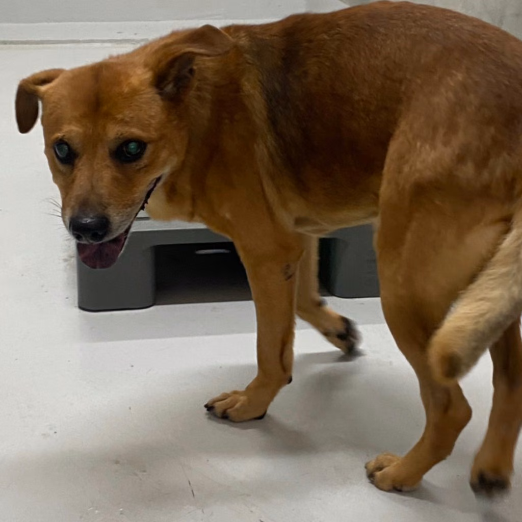 The dog, from the shelter's listing
