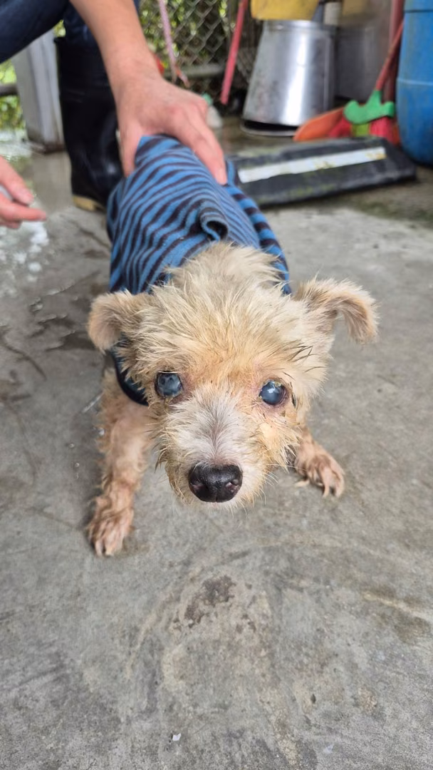 The dog, from the shelter's listing