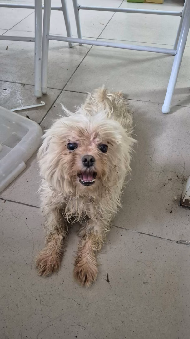 The dog, from the shelter's listing
