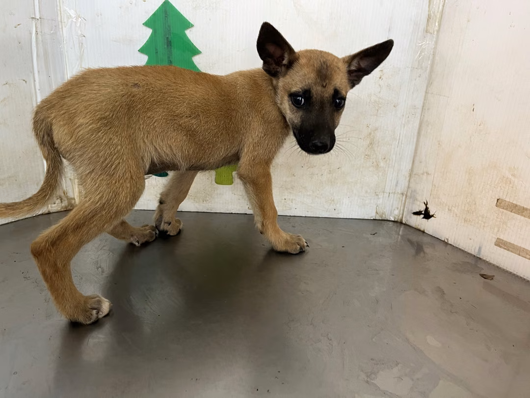 The dog, from the shelter's listing