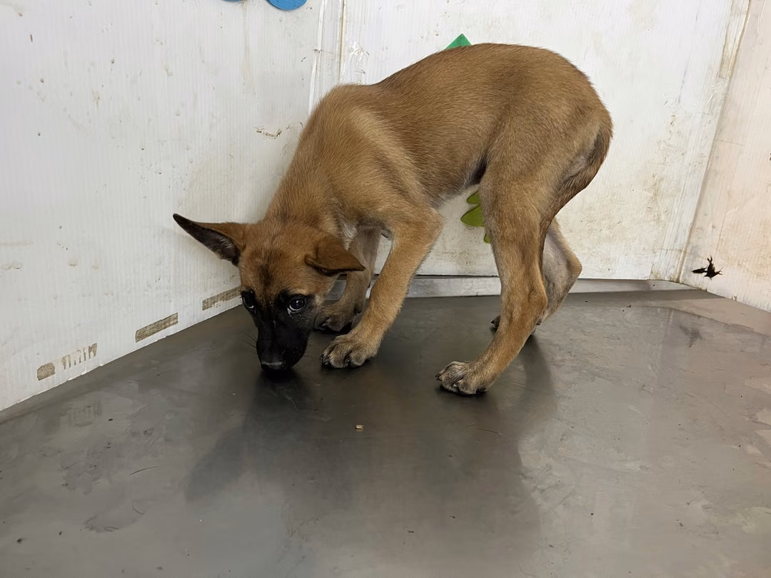 The dog, from the shelter's listing