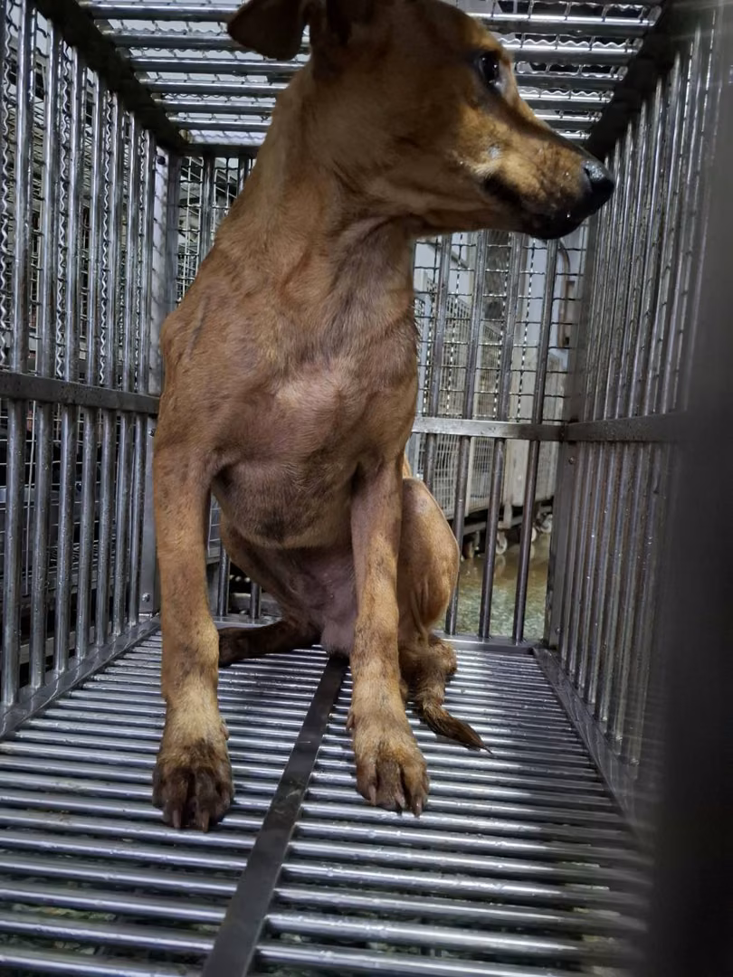 The dog, from the shelter's listing