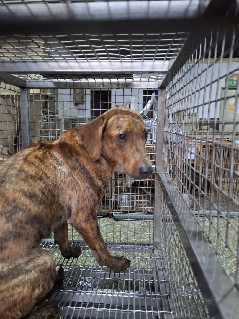 The dog, from the shelter's listing