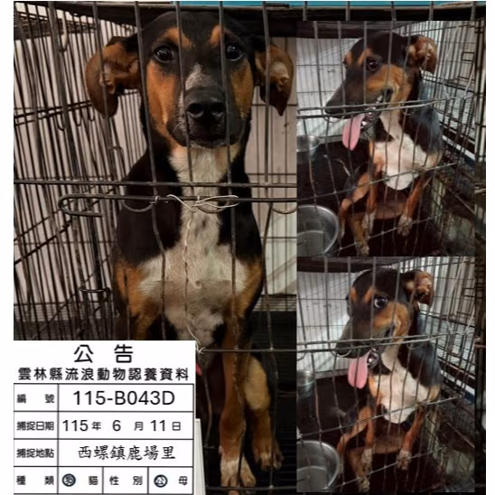 The dog, from the shelter's listing