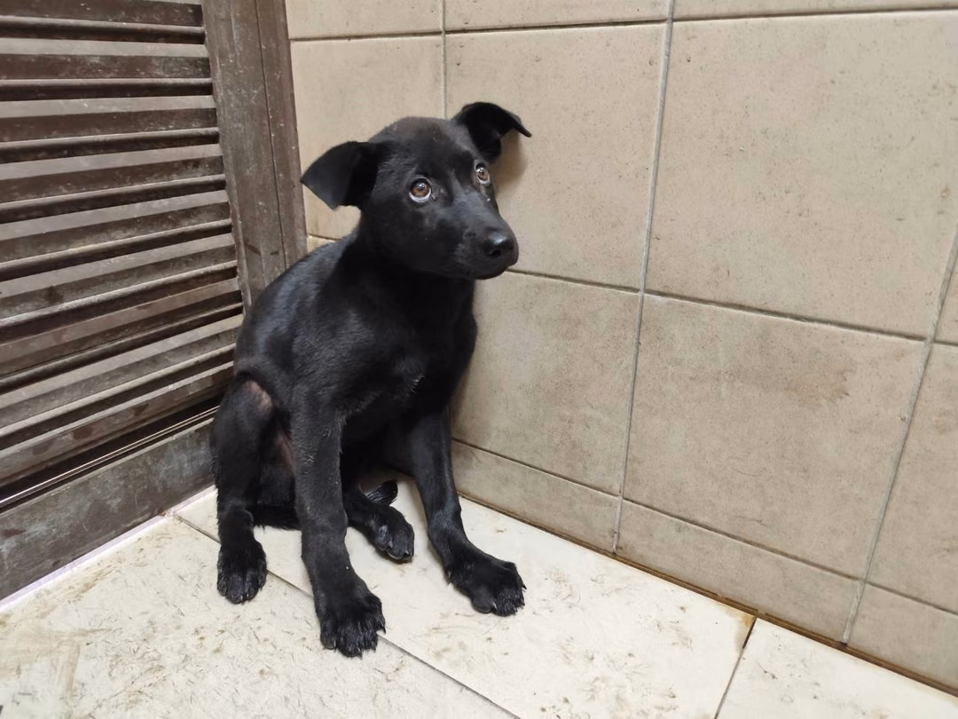 The dog, from the shelter's listing