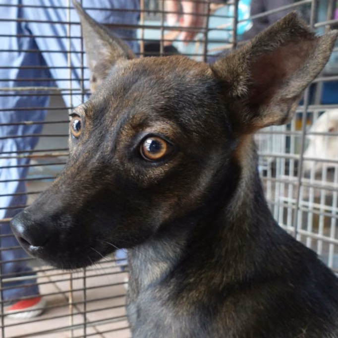 The dog, from the shelter's listing