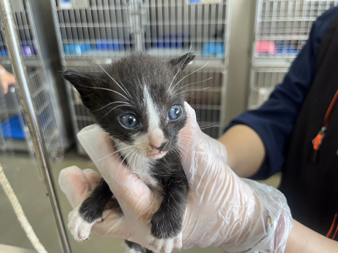 The cat, from the shelter's listing