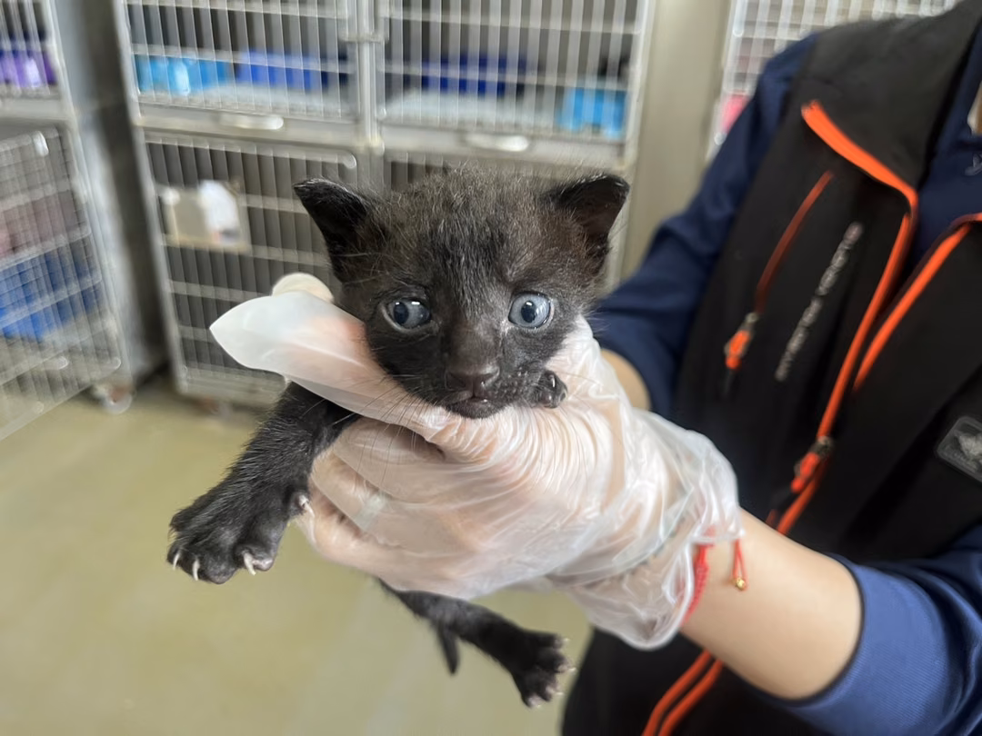 The cat, from the shelter's listing