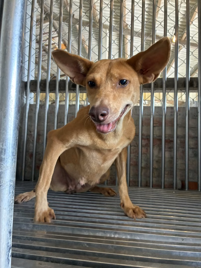 The dog, from the shelter's listing
