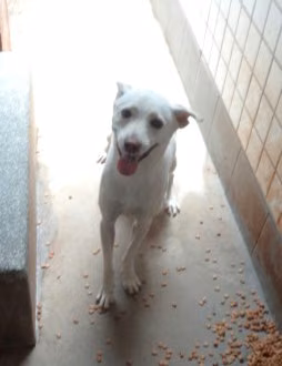 The dog, from the shelter's listing