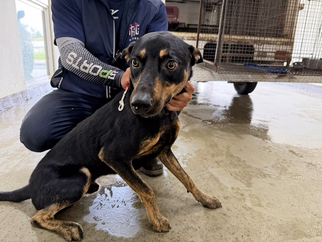 The dog, from the shelter's listing