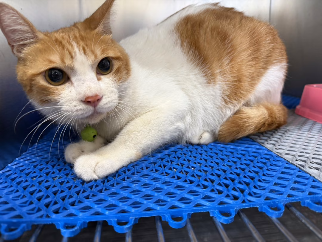 The cat, from the shelter's listing