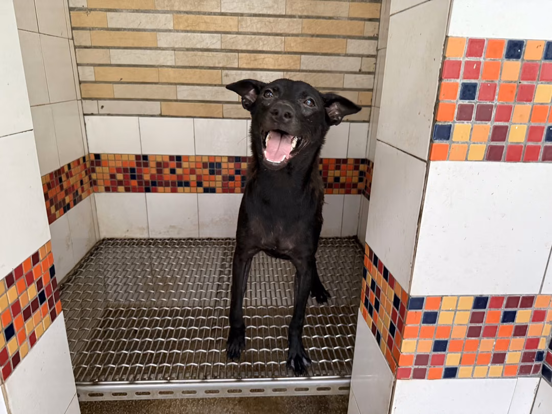 The dog, from the shelter's listing