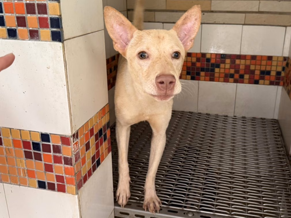 The dog, from the shelter's listing