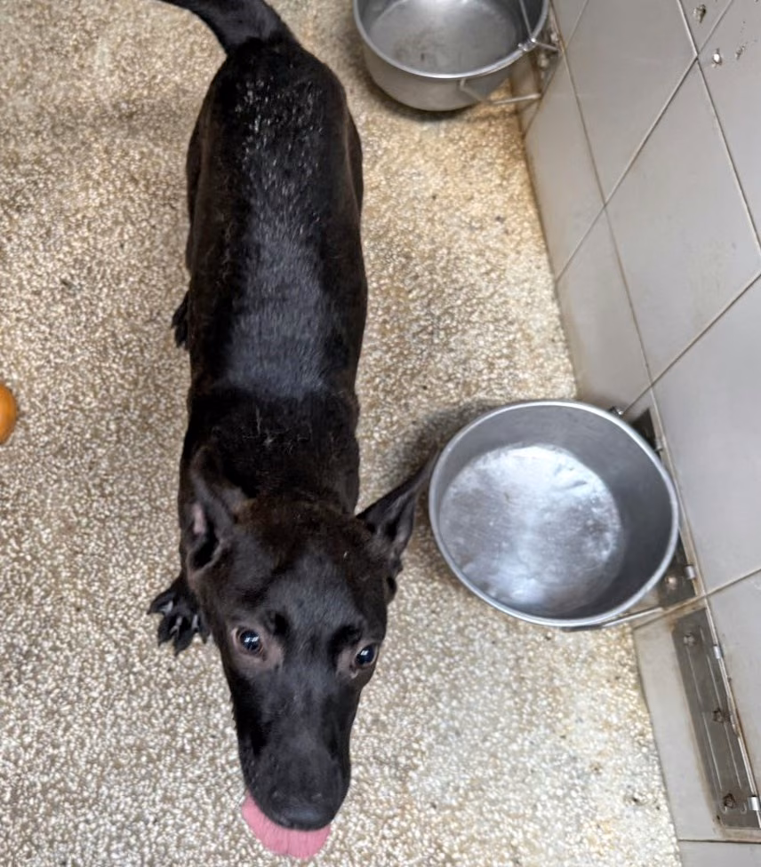 The dog, from the shelter's listing