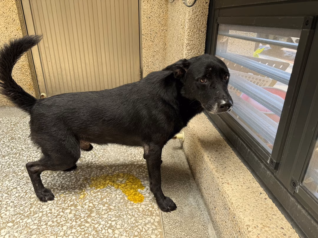The dog, from the shelter's listing