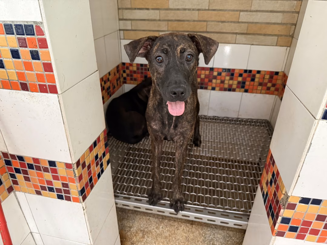 The dog, from the shelter's listing
