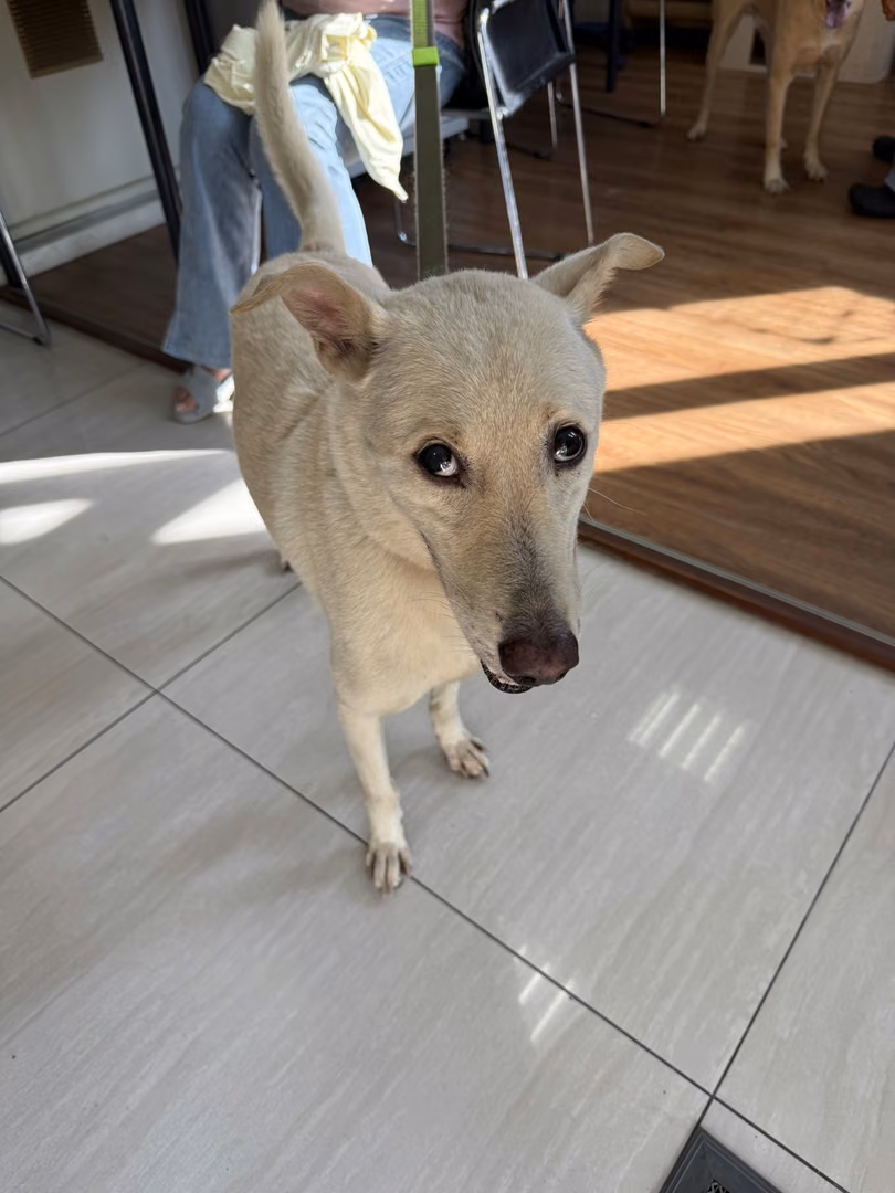 The dog, from the shelter's listing