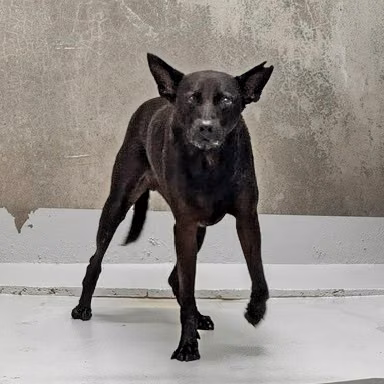 The dog, from the shelter's listing