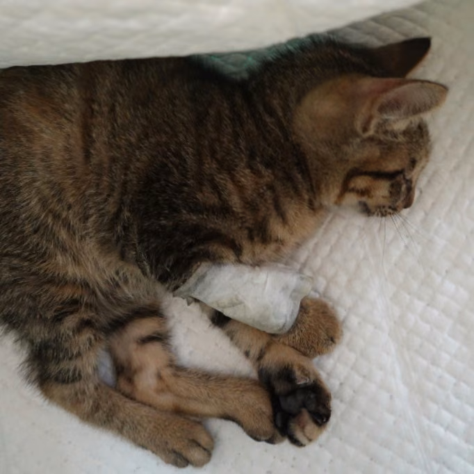 The cat, from the shelter's listing