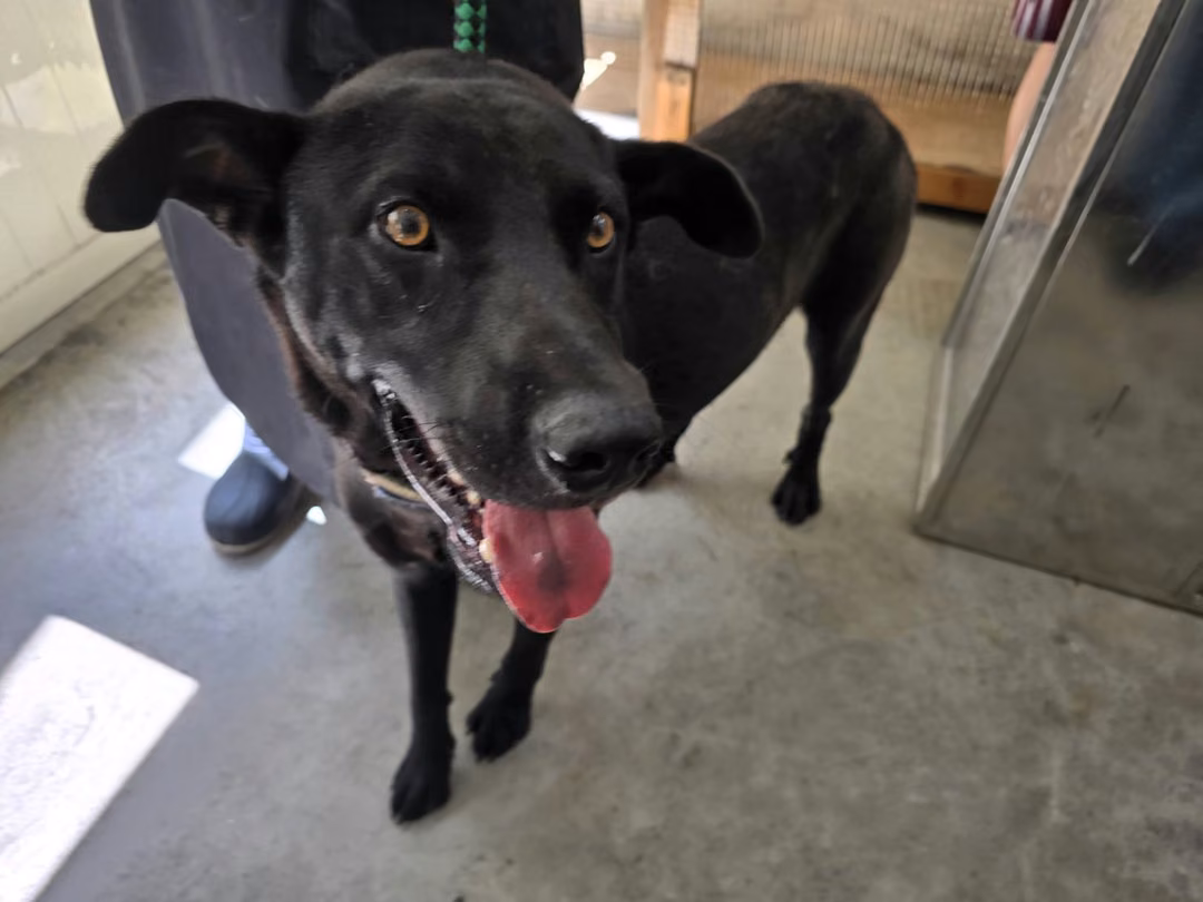 The dog, from the shelter's listing