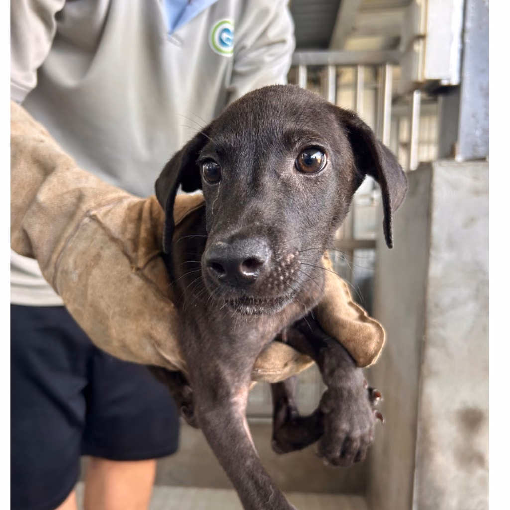 The dog, from the shelter's listing