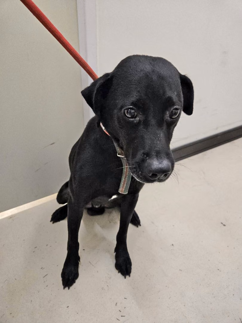 The dog, from the shelter's listing