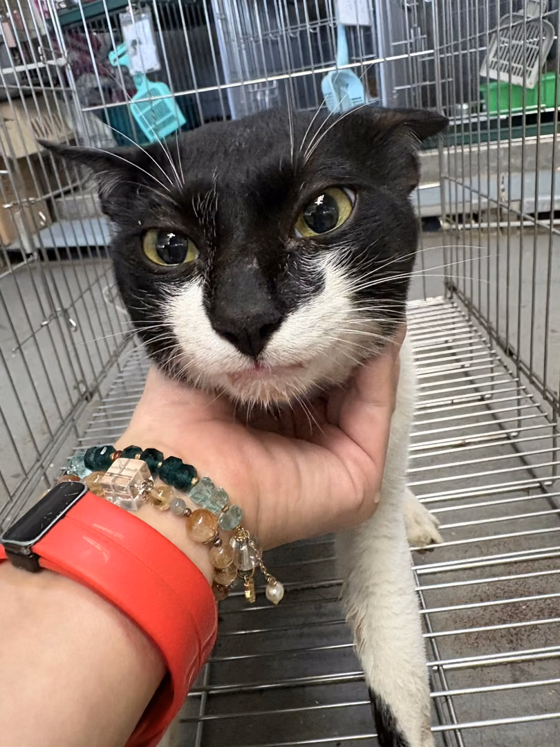 The cat, from the shelter's listing