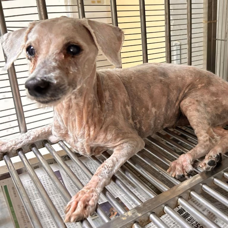 The dog, from the shelter's listing