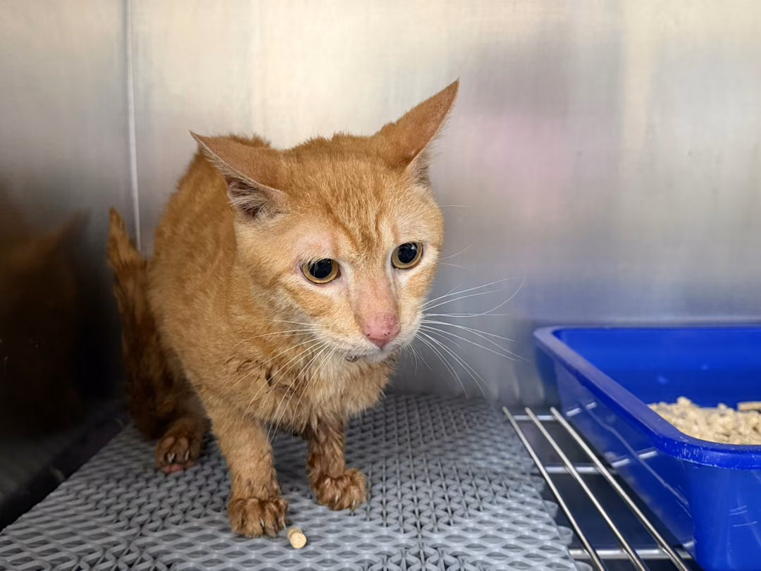 The cat, from the shelter's listing