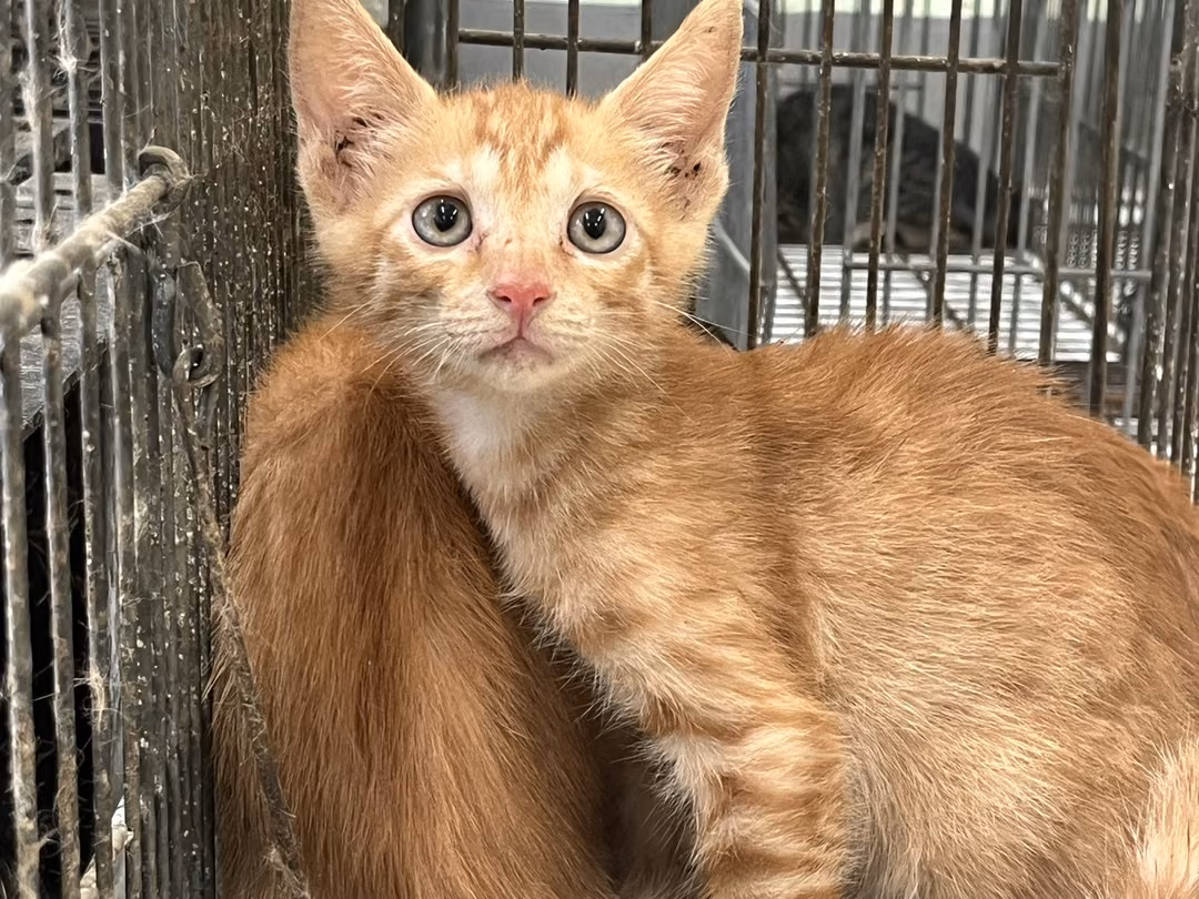 The cat, from the shelter's listing