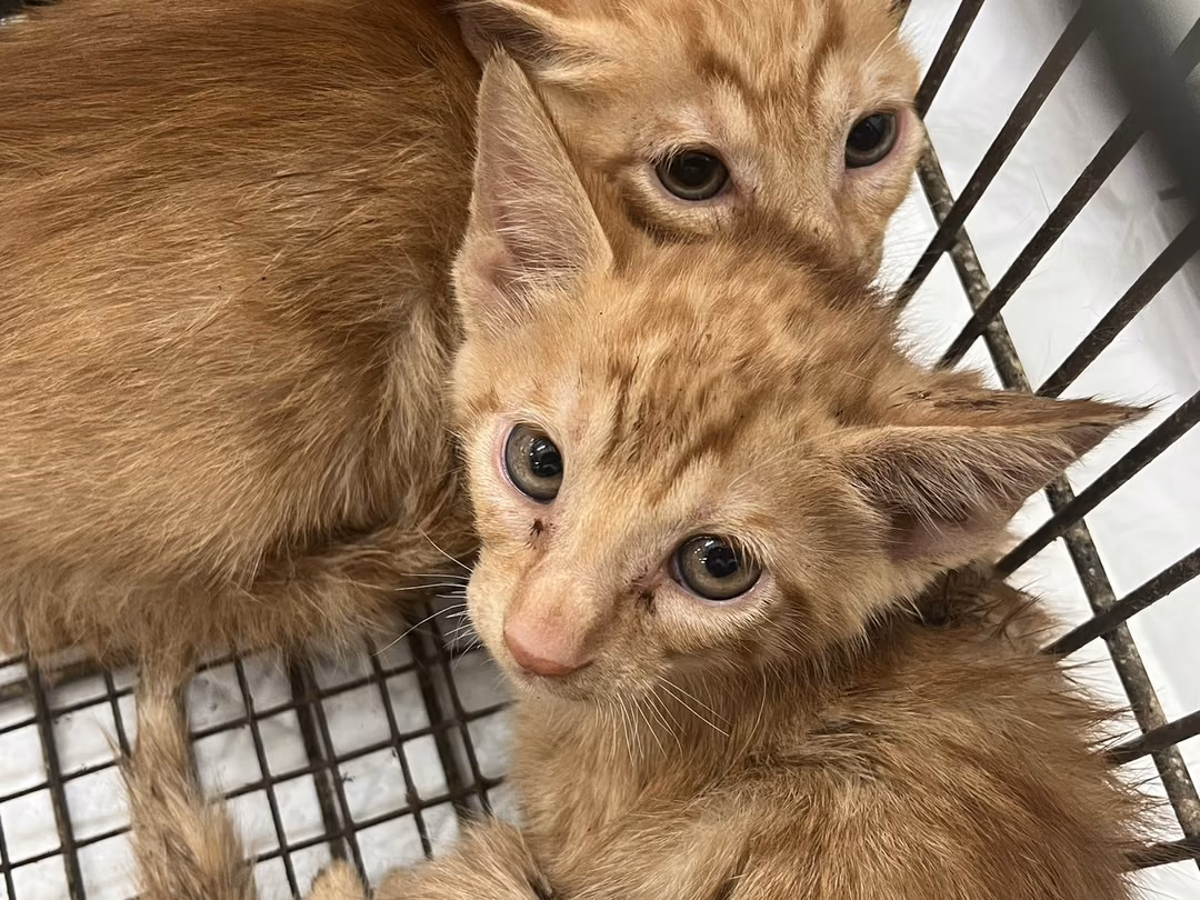 The cat, from the shelter's listing