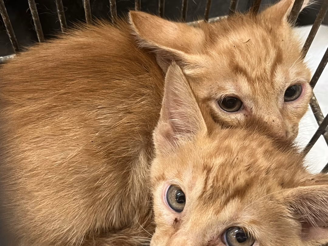 The cat, from the shelter's listing