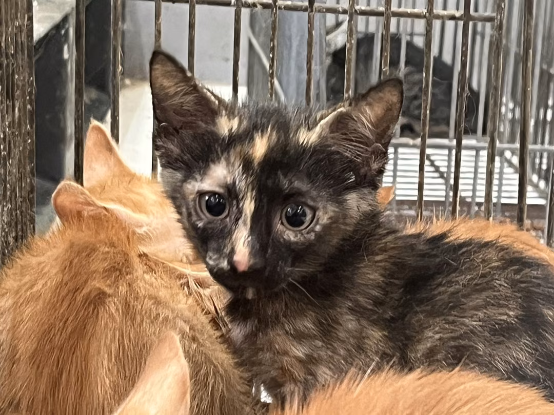 The cat, from the shelter's listing