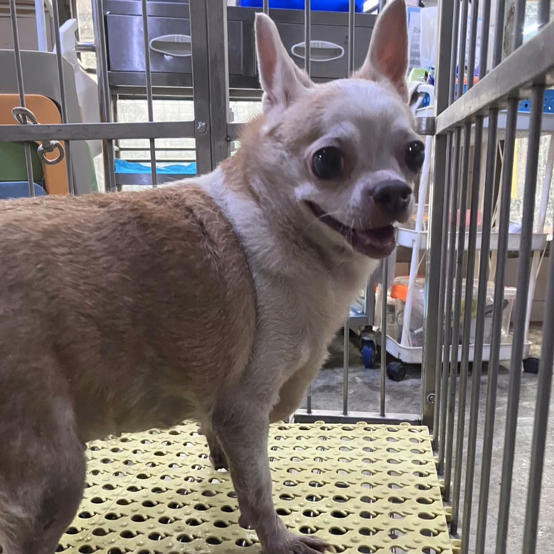 The dog, from the shelter's listing