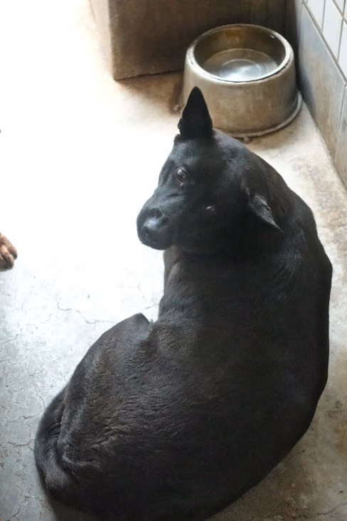 The dog, from the shelter's listing