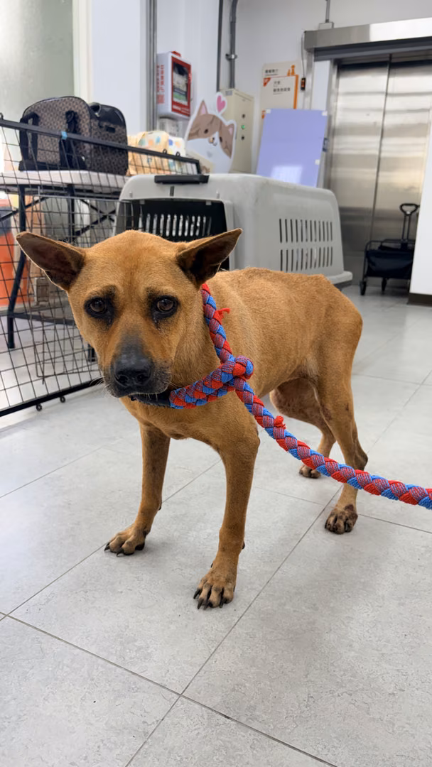 The dog, from the shelter's listing