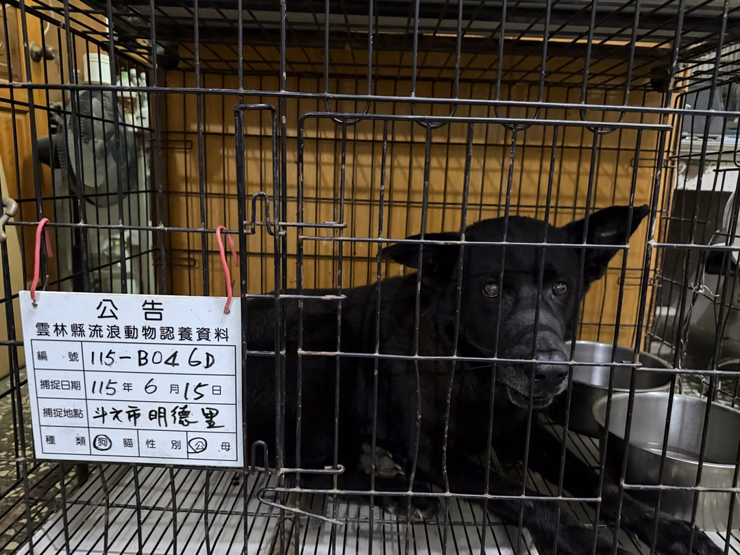 The dog, from the shelter's listing