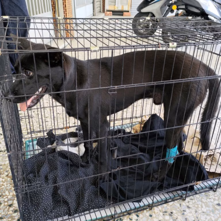 The dog, from the shelter's listing