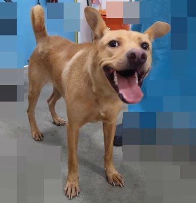 The dog, from the shelter's listing