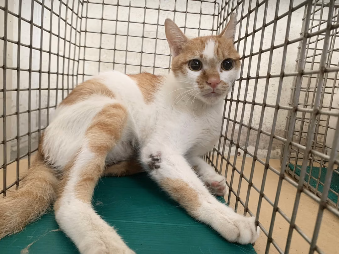 The cat, from the shelter's listing
