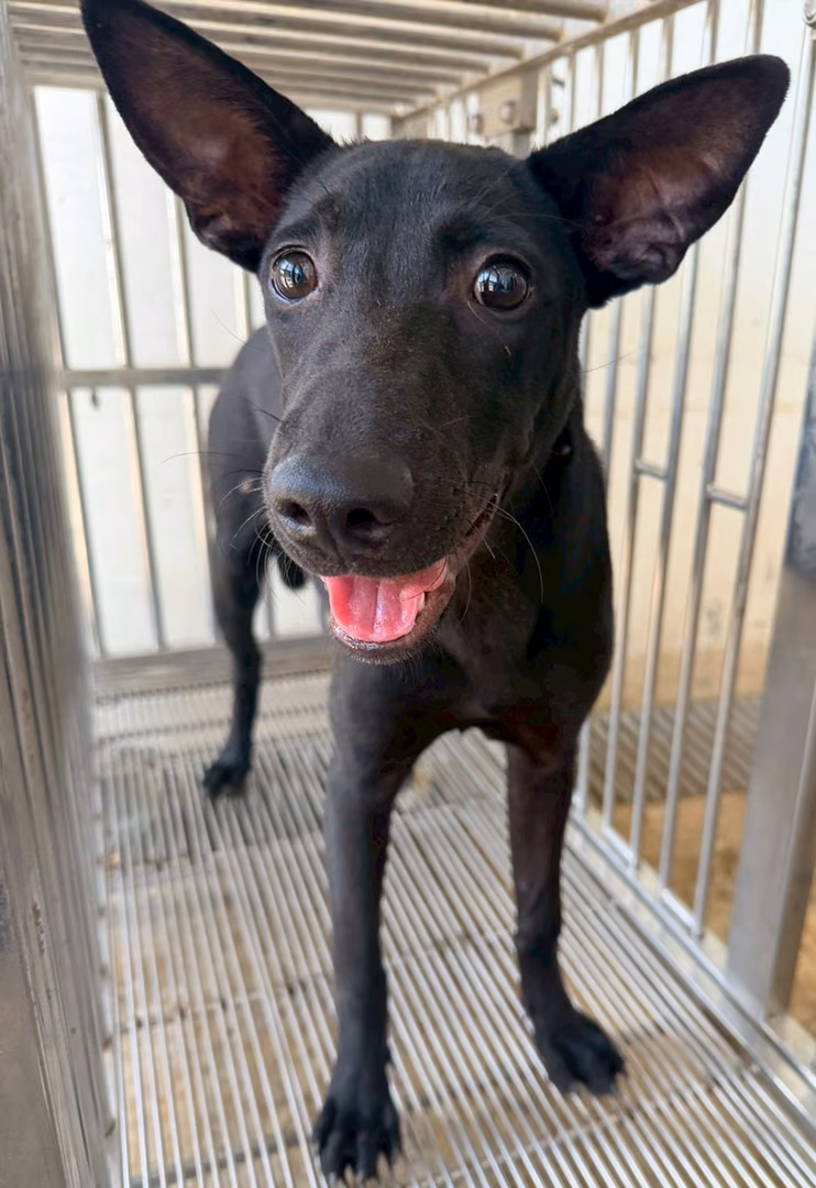 The dog, from the shelter's listing