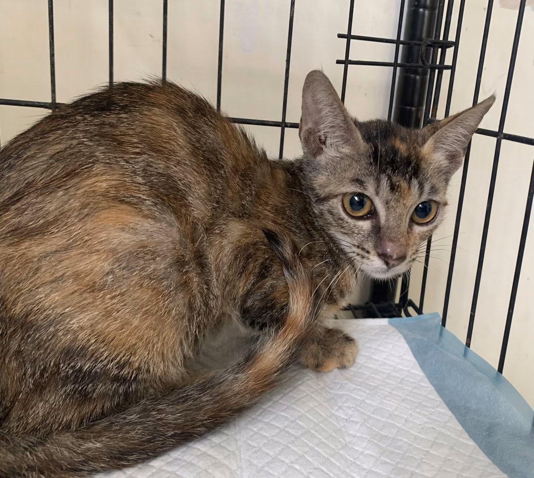 The cat, from the shelter's listing