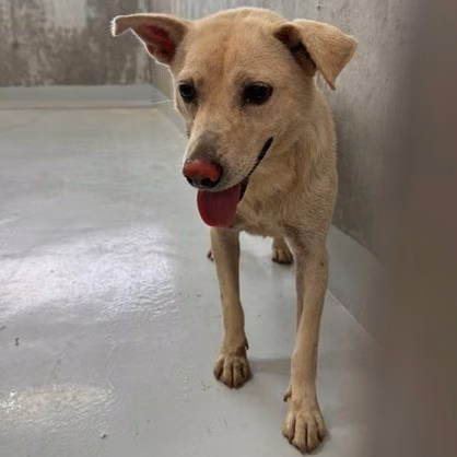 The dog, from the shelter's listing