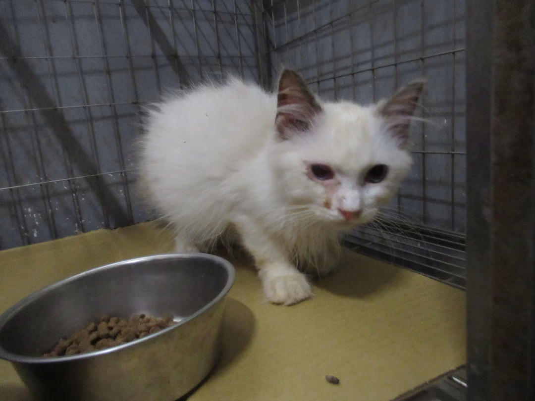 The cat, from the shelter's listing