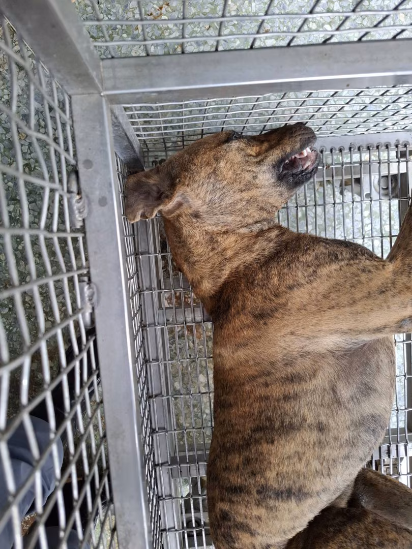 The dog, from the shelter's listing