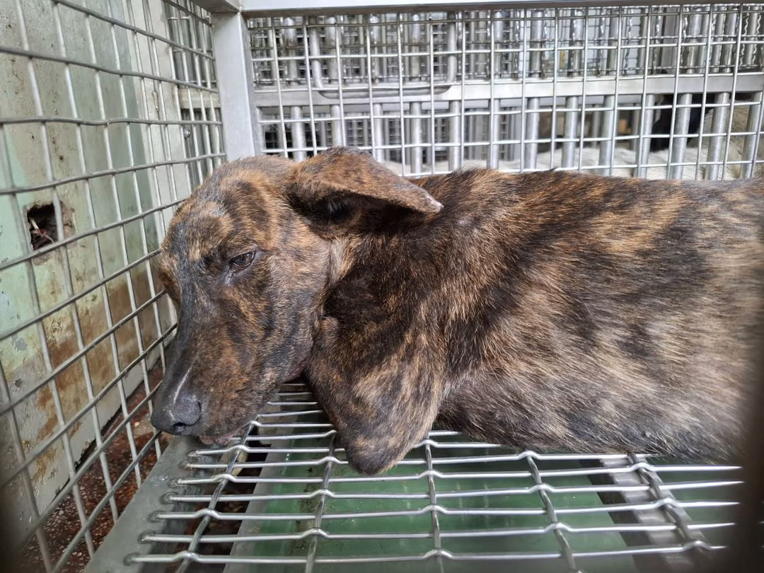 The dog, from the shelter's listing